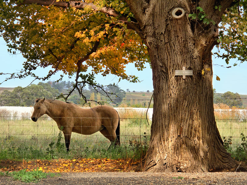 Mare under autumn leaves