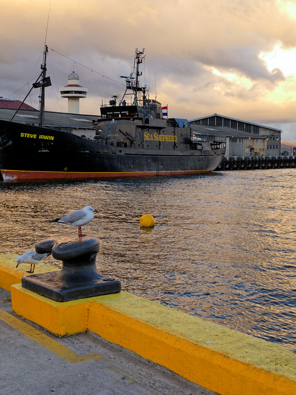 The Sea Shepherd