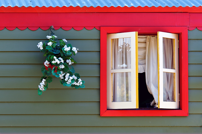 Window and flowers