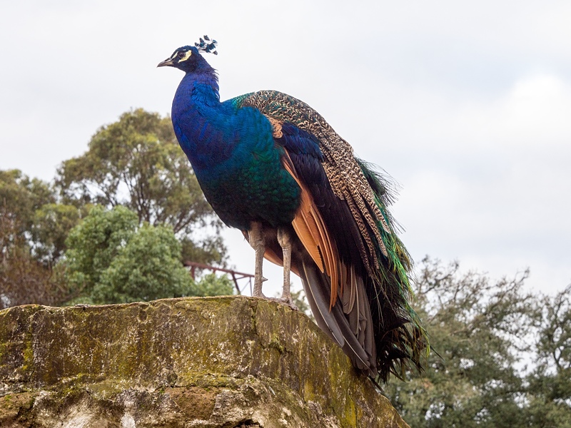 Perched and proud