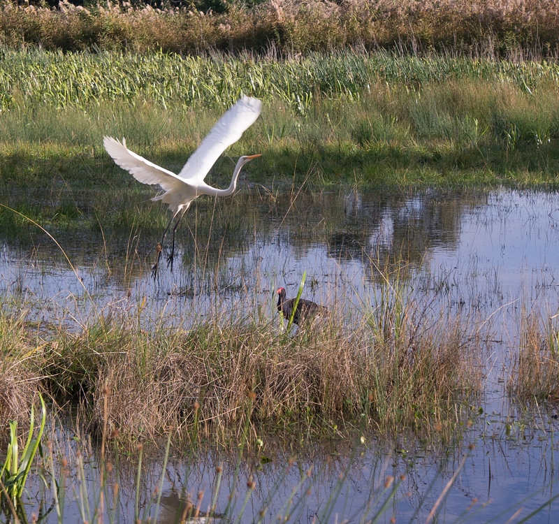Feathered Friends