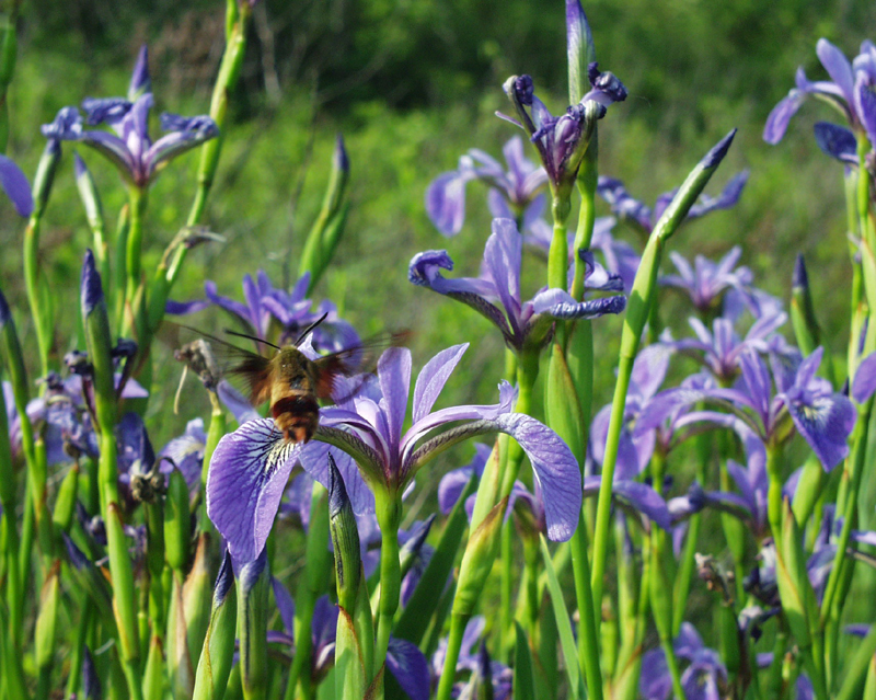 hummingbird clearwing moth, blue flag, Mud Pond, 2003