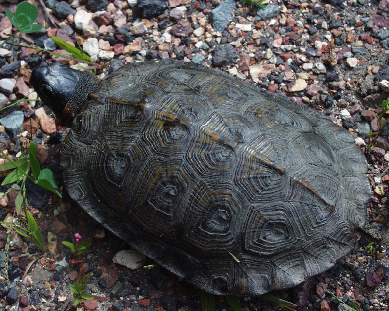 wood turtle, Calkins, 2004