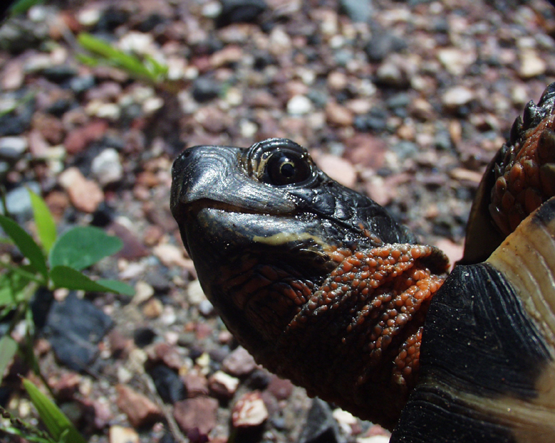 wood turtle, Calkins, 2004