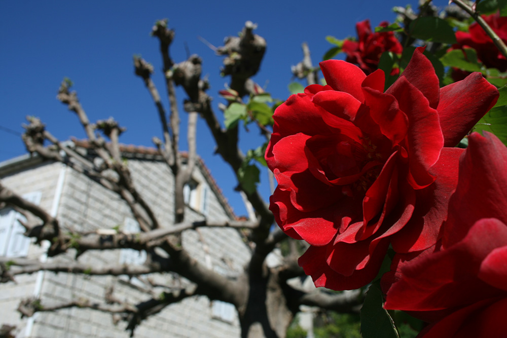 rose, Quenza, Alta Rocca