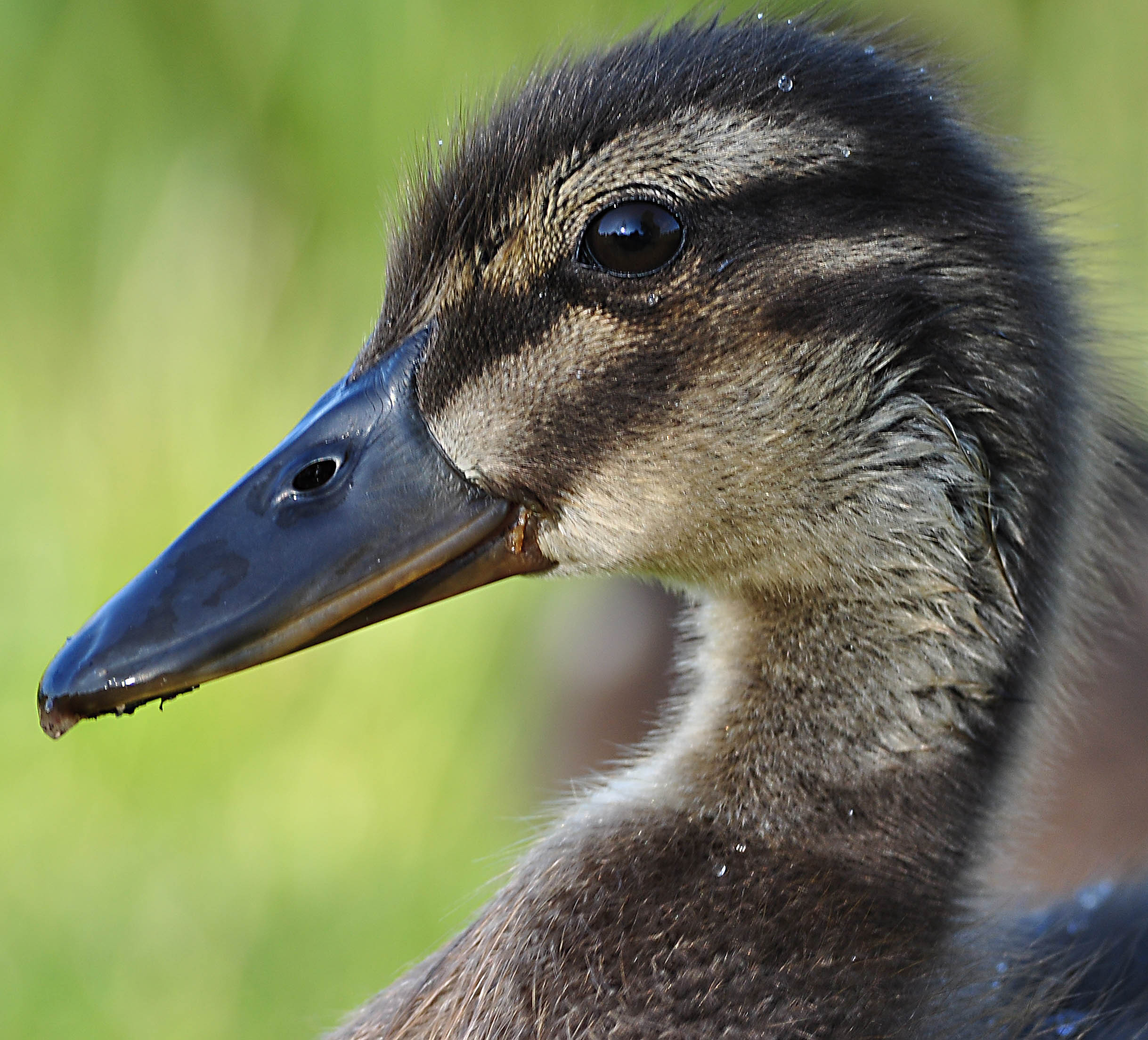 Duckling Headshot