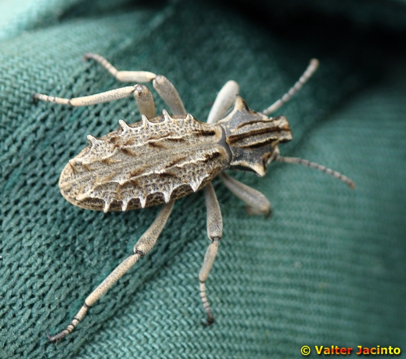 Escaravelho // Beetle (Sepidium elongatum)