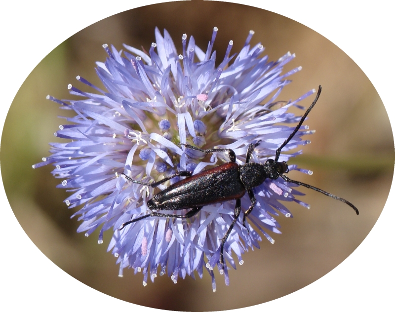 Escaravelho na Flor // Beetle (Stenurella approximans)