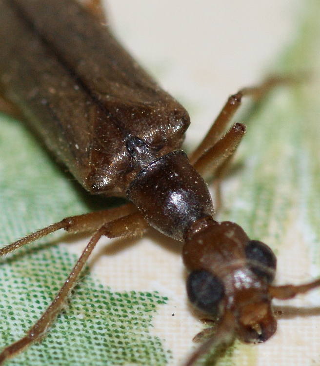 Escaravelho da famlia Cerambycidae // Beetle (Vesperus baesuriensis)