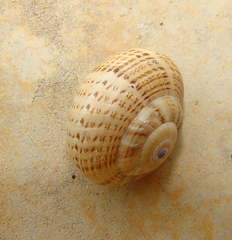Caracol / Snail / Schnecke / Escargot / Slak (Theba pisana)