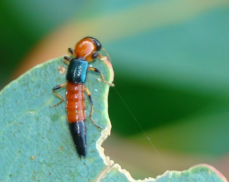 Escaravelho // Beetle (Paederus sp.)
