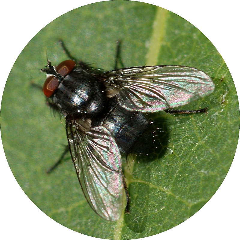 Mosca da famlia Calliphoridae // Blow Fly (Melinda viridicyanea)