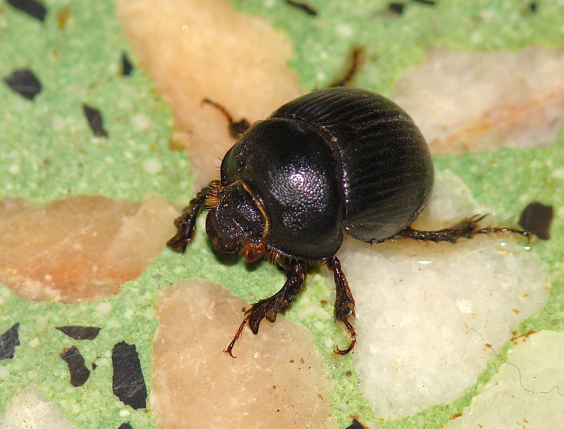 Escaravelho // Beetle (Bolboceras armiger)
