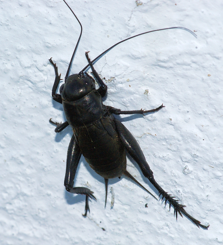 Grilo // Two-spotted Cricket (Gryllus bimaculatus), male