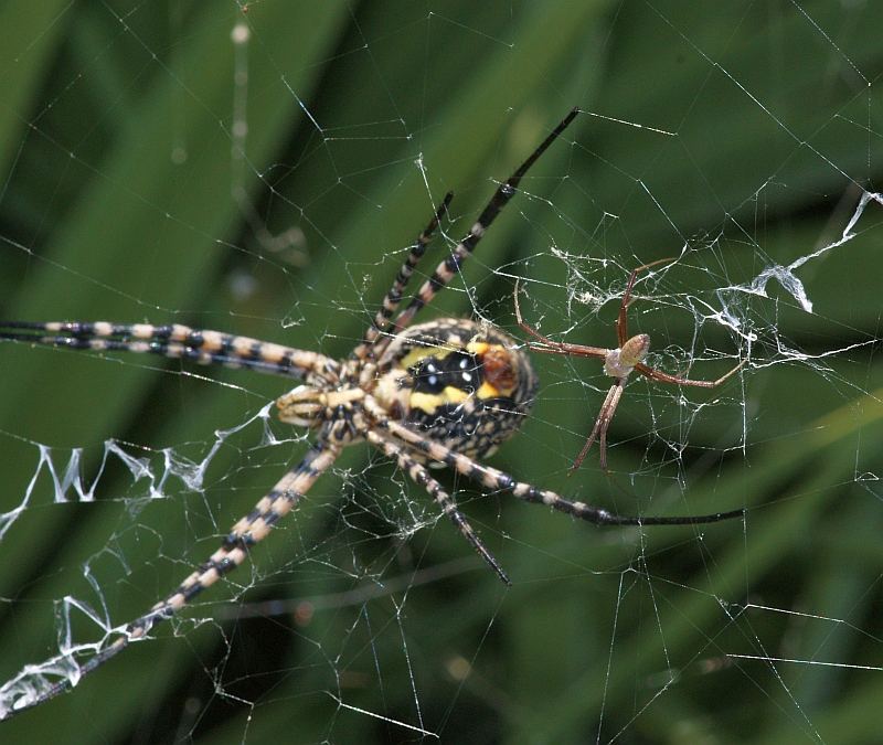 Aranha da famlia Araneidae // Banded Garden Spider (Argiope trifasciata), female and male