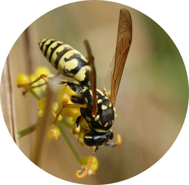 Vespa // Wasp (Polistes gallicus)