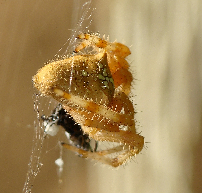 Aranha da famlia Araneidae // Cross Spider (Araneus diadematus)
