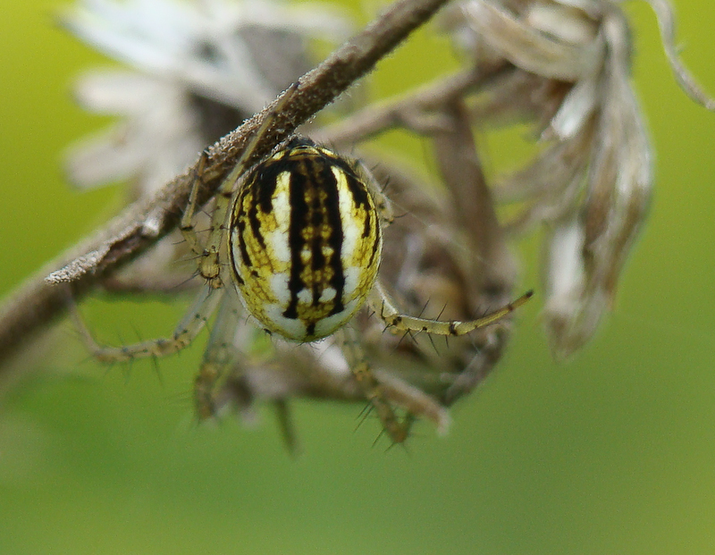 Aranha da famlia Araneidae // Spider (Mangora acalypha), female