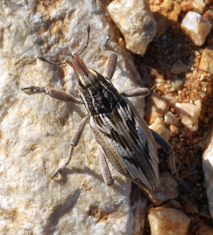 Escaravelho // Beetle (Coniocleonus nigrosuturatus) or (Coniocleonus pseudoobliquus)