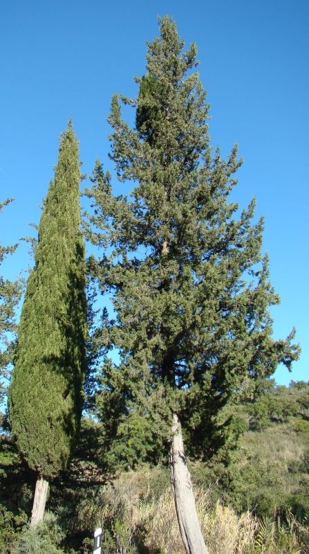 rvores do gnero Cupressus // Italian Cypress (Cupressus sempervirens) and Mexican Cypress (Cupressus lusitanica)