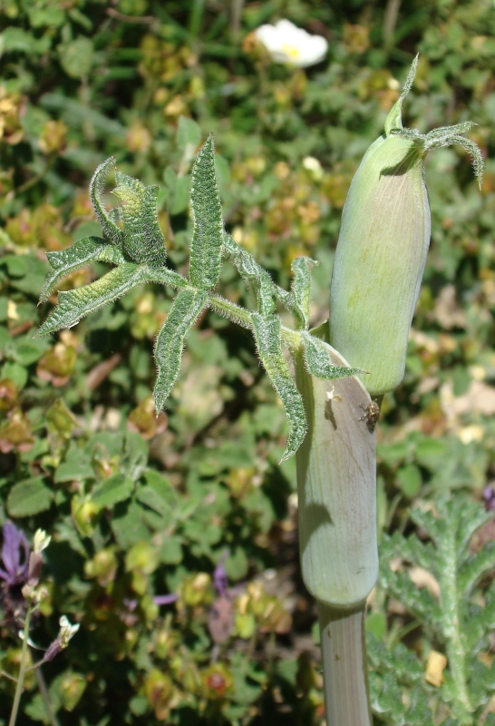 Tpsia // Thapsia (Thapsia villosa)