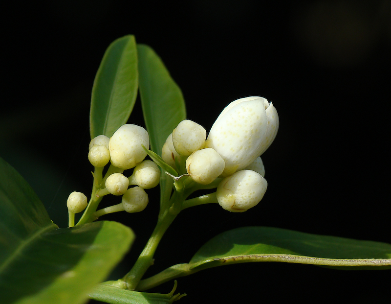 Boto de Laranjeira // Orange Tree Flower Buds (Citrus sinensis)