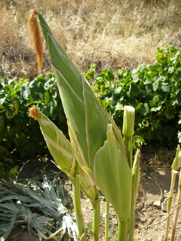 Milho ainda verde // Corn (Zea mays)