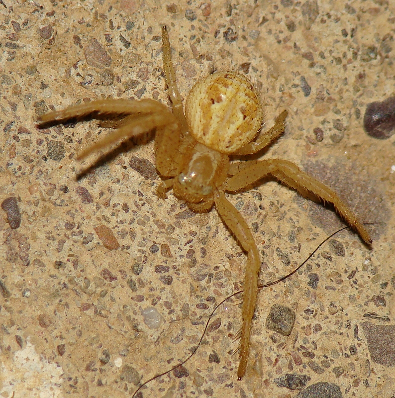 Aranha // Spider (Xysticus sp.), female nymph