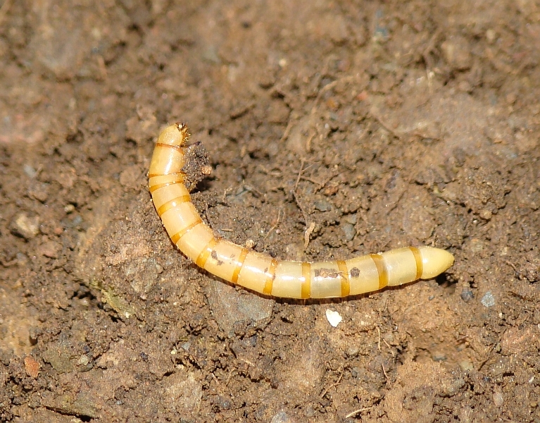 Larva de Escaravelho // Soldier Beetle larvae (Tenebrionidae)