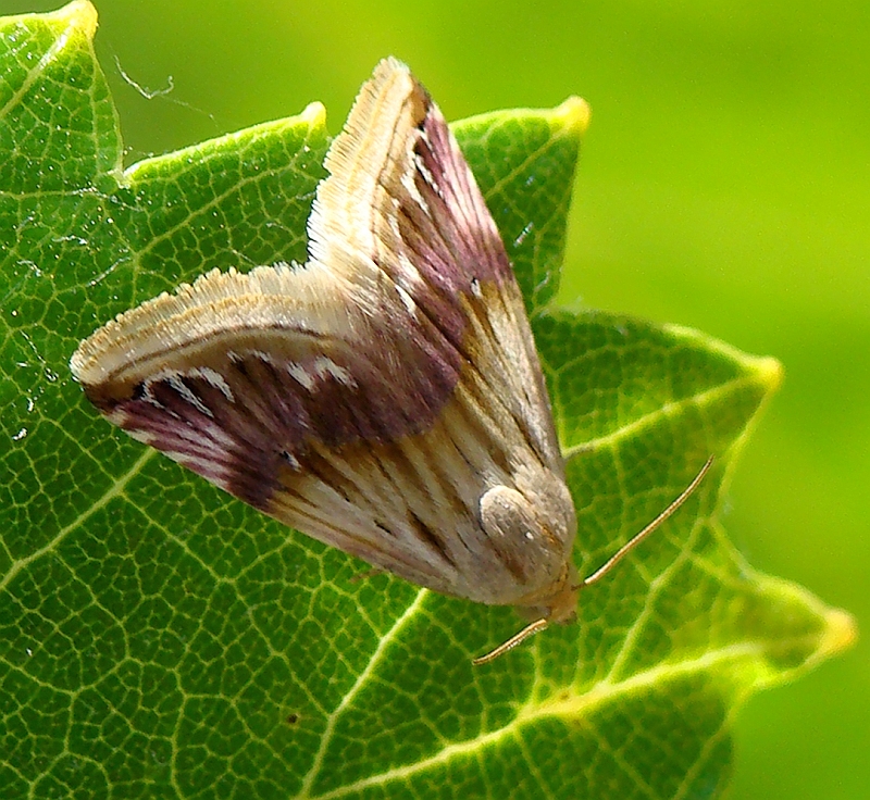 Borboleta Nocturna // Beautiful Marbled (Eublemma purpurina)