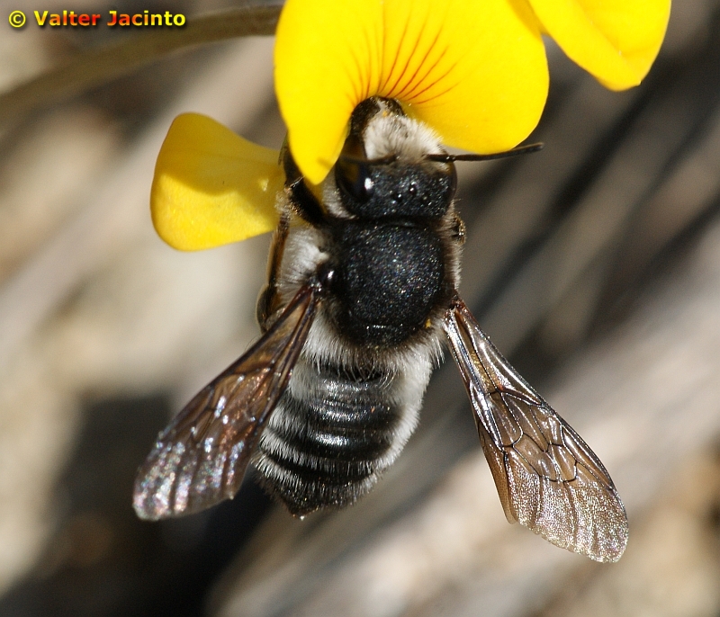 Abelha // Leafcutting Bee (Megachile sp.)