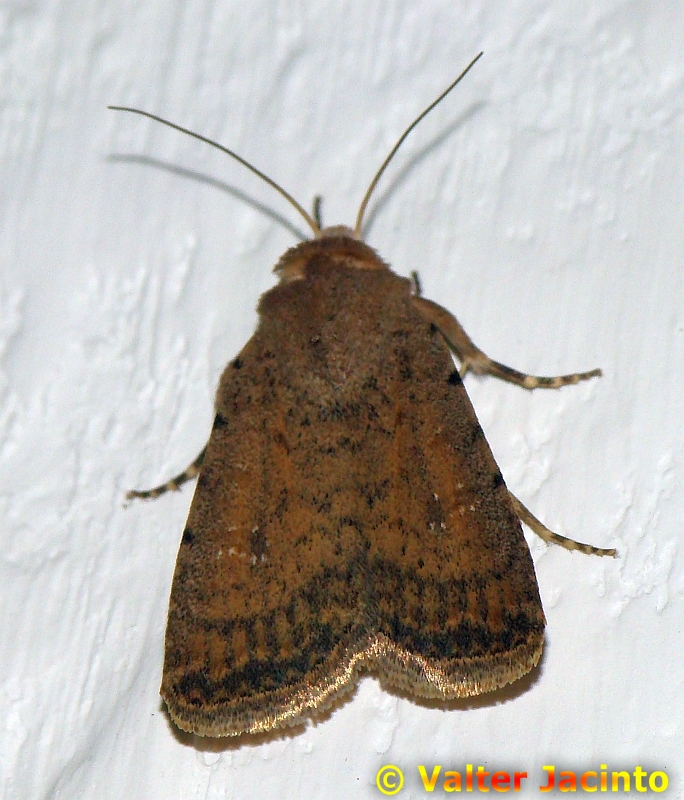 Borboleta Nocturna // Moth (Adactylotis gesticularia)