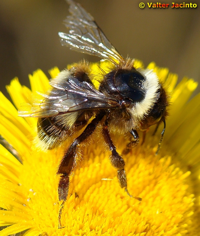 Bourdon-terrestre // Buff-tailed Bumblebee (Bombus terrestris), female
