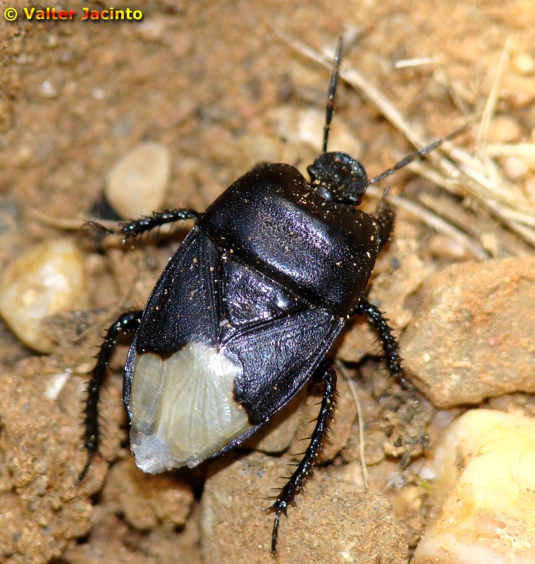 Percevejo // Bug (Cydnus aterrimus)