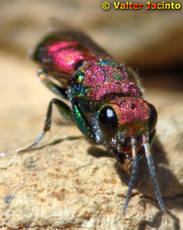 Vespa // Cuckoo Wasp (Chrysura hybrida)