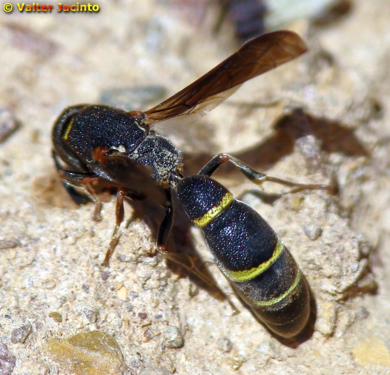 Vespa // Wasp (Eumicrodynerus longicorpus), male