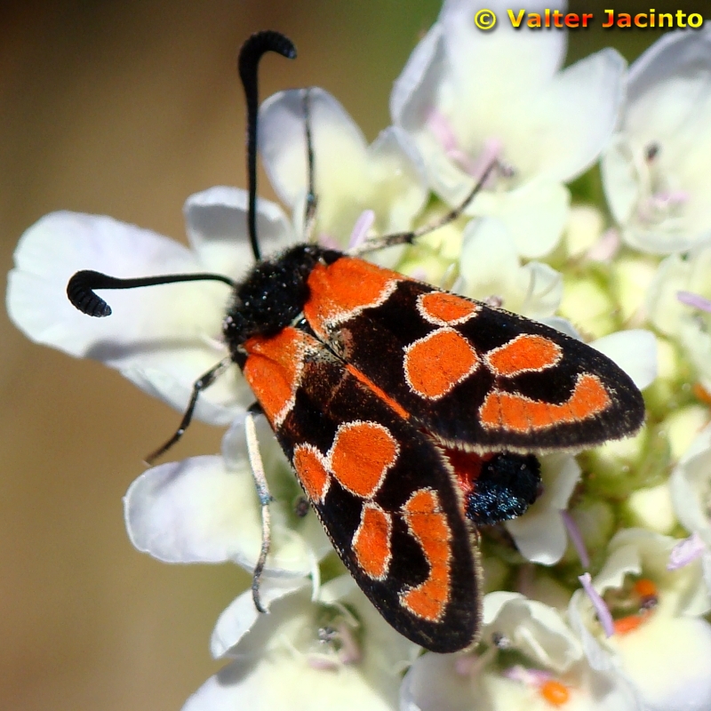 Borboleta Nocturna // Moth (Zygaena fausta)