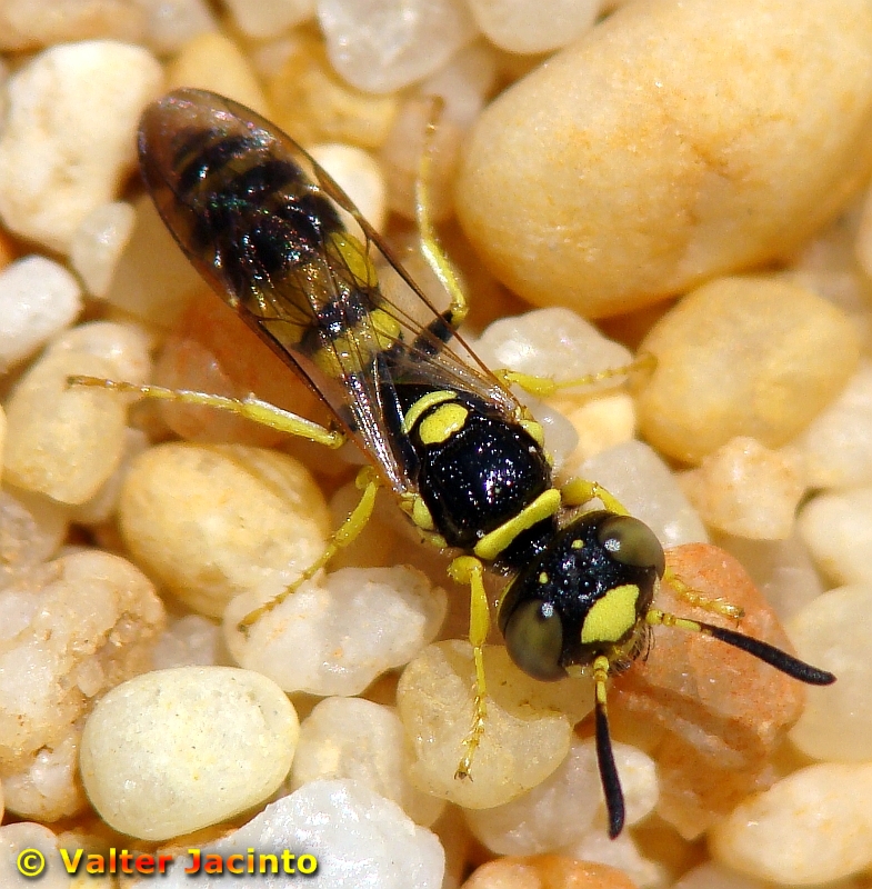 Vespa // Digging Wasp (Philanthus pulchellus)