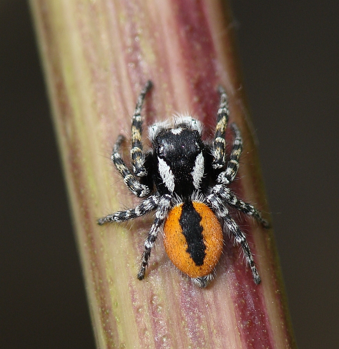 Aranha // Spider (Philaeus chrysops), male