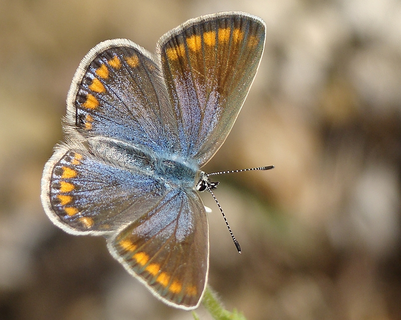caro /|\ Common Blue (Polyommatus icarus), female