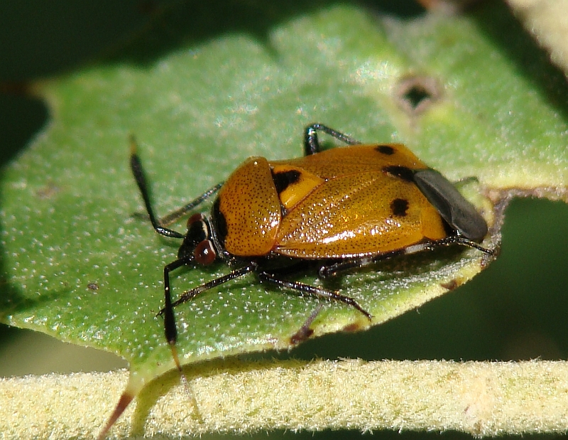 Percevejo // Bug (Deraeocoris punctum)