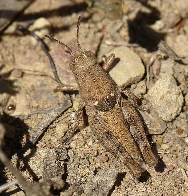 Gafanhoto // Grasshopper (Calliptamus sp.)