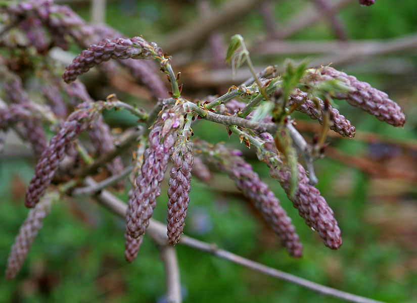 wisteria 1.jpg