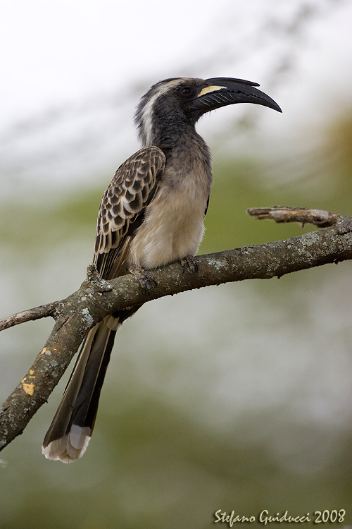 Bucero Grigio (Grey Hornbill)