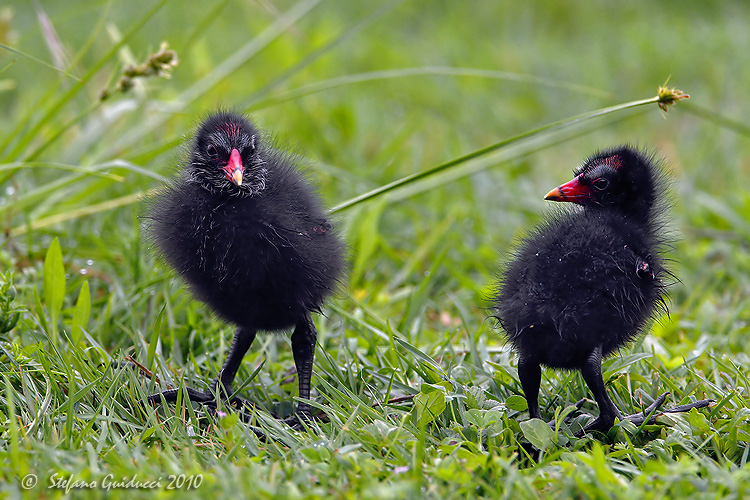 Gallinella dacqua - pulcini -                (Gallinula chloropus)