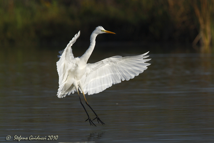 Airone Bianco ( Ardea alba )