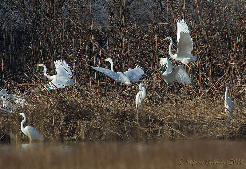 Airone bianco maggiore (Egretta alba)