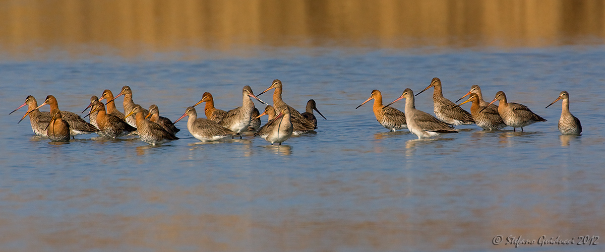 Pittima reale (Limosa limosa)