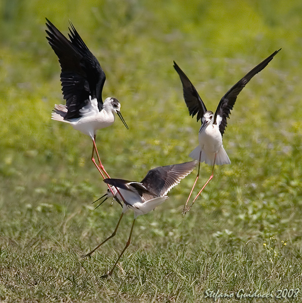 Cavaliere dItalia (Black-winged stilt )