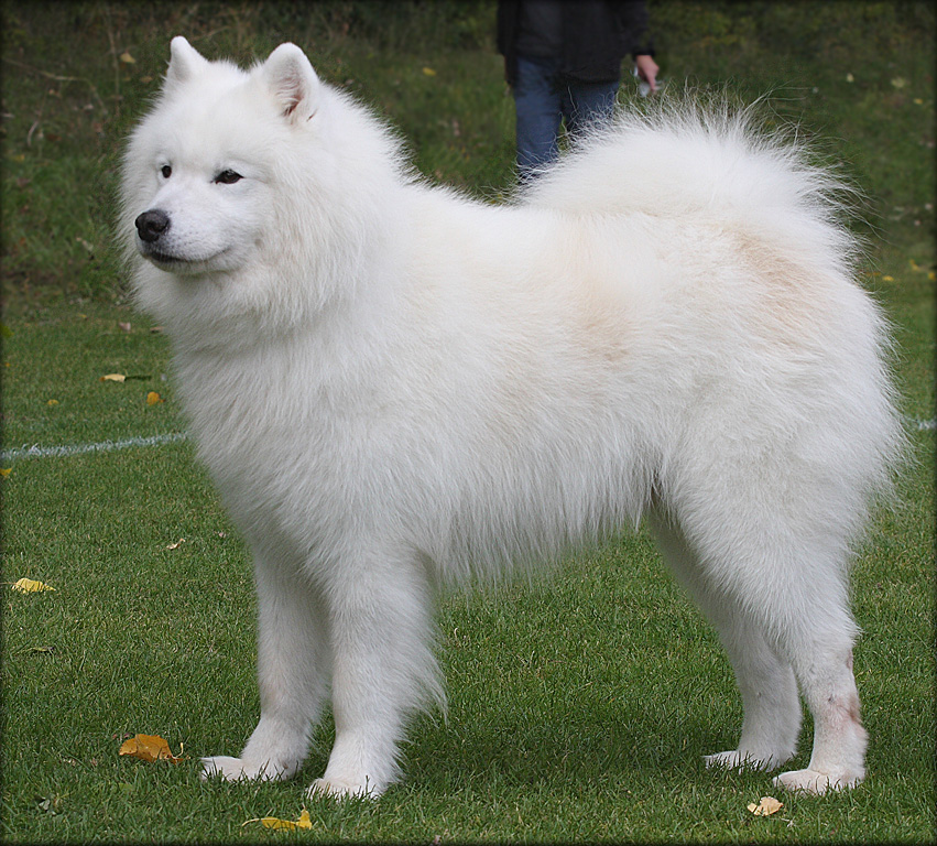 Samoyed - Izar